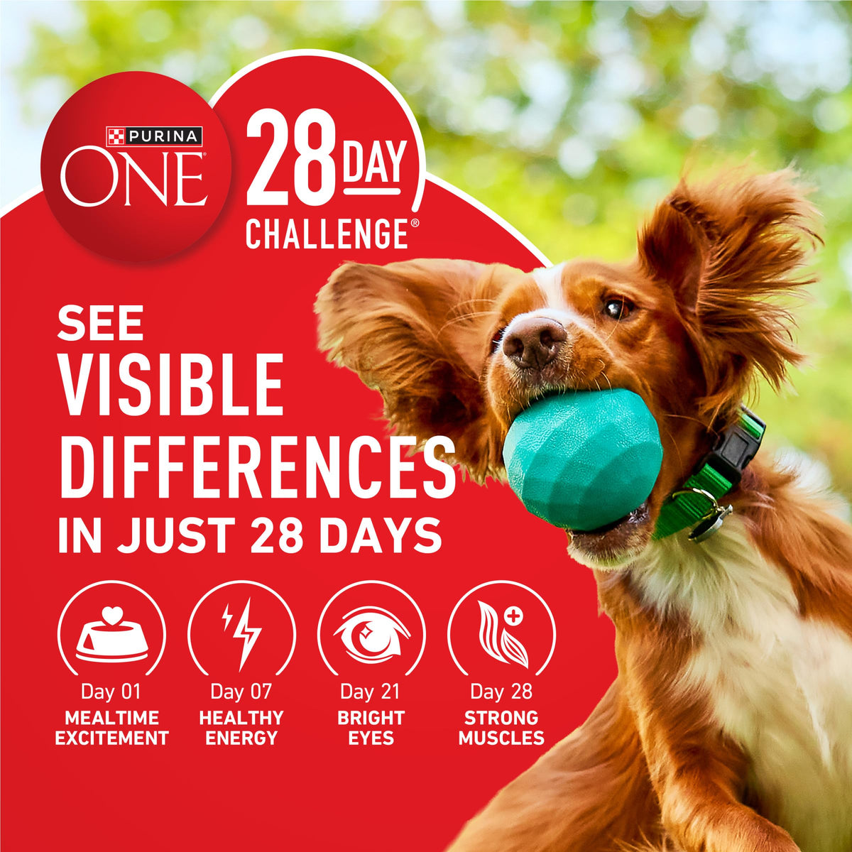 Chicken & Rice Formula Dry Dog Food 8 lb Bag J277