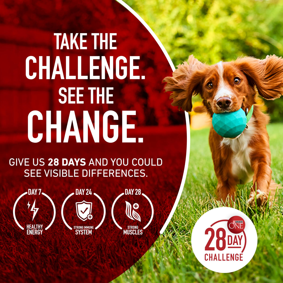 Chicken & Rice Formula Dry Dog Food 8 lb Bag J277